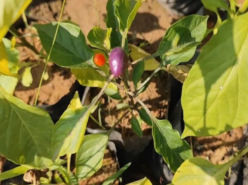 আয়ুর্বেদিক ডাক্তার ভি কে পান্ডে (বিনোবা ভাভে বিশ্ববিদ্যালয় থেকে বিএএমএস এবং ঝাড়খণ্ড সরকারের মেডিকেল অফিসার) লোকেল 18 কে বলেছেন যে সবুজ লঙ্কা পরিবর্তে বেগুনি মরিচ বিশেষভাবে উপকারী। 