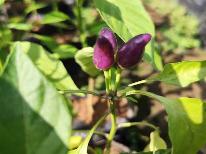 একই সময়ে, এতে কিছু ফাইবার থাকার কারণে আপনার যদি কোষ্ঠকাঠিন্যের সমস্যা থাকে তবে আপনার প্রতিদিন একটি বা দুটি কাঁচা লঙ্কা খাওয়া উচিত।