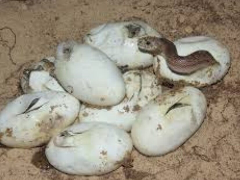 গবেষণায় দেখা গেছে যে সাপের ডিম খাওয়া সম্ভব এবং এর মধ্যে পুষ্টিগুণ থাকতে পারে। তবে এর সঙ্গে কিছু স্বাস্থ্যঝুঁকি যেমন ব্যাকটেরিয়াল সংক্রমণ এবং অ্যালার্জি জড়িত। এছাড়া, সংস্কৃতি, নৈতিকতা এবং আইনগত বিষয়গুলিও মাথায় রাখা উচিত।