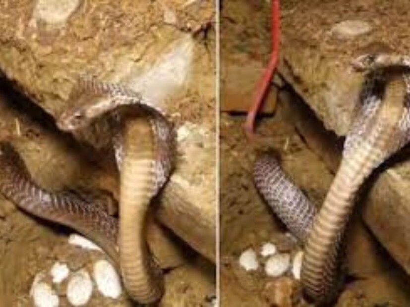 ভারতে সাপকে ধর্মীয়ভাবে পূজা করা হয়, তাই এখানে সাপের ডিম খাওয়ার কথা ভাবাও কঠিন। তবে বিদেশে এটি একটি সাধারণ বিষয়। যদি কেউ সাপের ডিম খেতে চান, তবে তা ভালোভাবে রান্না করা উচিত, যাতে ব্যাকটেরিয়া এবং পরজীবী ধ্বংস হয়।