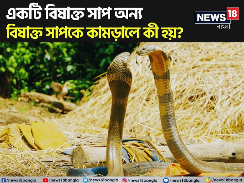 সাপের কামড়ে প্রতি বছর বিশ্বে লাখখানেক মানুষের মৃত্যু হয়। কিন্তু জানেন কি একটি বিষাক্ত সাপ অন্য বিষাক্ত সাপকে কামড়ালে কী হবে?