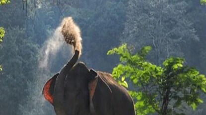 ঝাড়গ্রামে হাতি মৃত্যুর ঘটনা ঝাড়গ্রামে হাতি মৃত্যুর ঘটনা