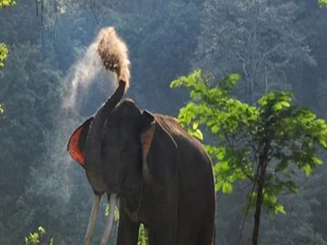 ঝাড়গ্রামে হাতি মৃত্যুর ঘটনা