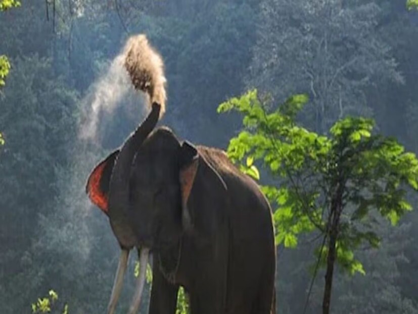 যে কোনও প্রজাতি নির্বিশেষে হস্তিনীরা প্রায় ২ বছর সন্তান গর্ভে ধারন করে।