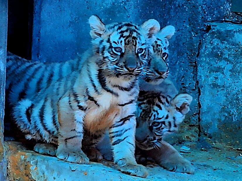 এর আগে ২০২৩ সালেও একই ভাবে সাদা বাঘ কিকার দুই শাবকের মৃত্যু হয়৷ ফের তিন ব্যাঘ্র শাবকের মৃত্যুতে সাফারি পার্ক কর্তৃপক্ষের ভূমিকাও প্রশ্নের মুখে৷ 