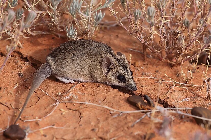 The stripe-faced dunnart পাওয়া যায় অস্ট্রেলিয়ায়। এটা একটি ক্ষুদ্র মাংসাশী মার্সুপিয়াল। এই স্তন্যপায়ী প্রাণীর গর্ভধারণের সময়কাল মাত্র ১১ দিন। স্তন্যপায়ী প্রাণীদের মধ্যে এটাই সবথেকে কম গর্ভকালীন সময়। এই প্রাণীর স্ত্রী এবং পুরুষ যথাক্রমে ৪ এবং ৯ মাস বয়সে যৌন সঙ্গমের জন্য তৈরি হয়ে যায়। তারা জুলাই থেকে ফেব্রুয়ারি পর্যন্ত বংশবৃদ্ধি করে। 