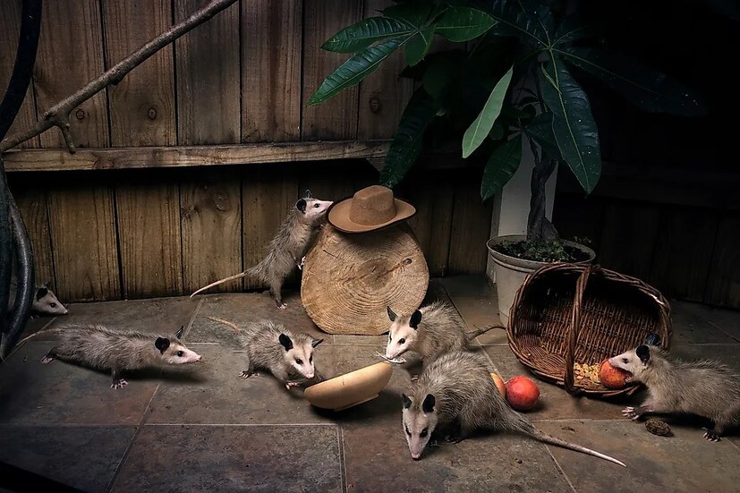 Virginia opossum মার্কিন যুক্তরাষ্ট্রে পাওয়া যাওয়া একমাত্র মার্সুপিয়াল। এটির গর্ভধারণের সময়কাল মাত্র ১২ দিন। প্রসঙ্গত মার্সুপিয়াল (marsupial) হল সেই প্রজাতির প্রাণী যাদের স্ত্রী প্রজাতির পেটে সদ্যোজাত শাবক ধারণের জন্য চামড়ার থলি থাকে।