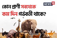 প্রসবের ৩ দিন পরই ফের অন্তঃসত্ত্বা! কোন প্রাণী সবথেকে কম সময় ধরে গর্ভবতী থাকে?