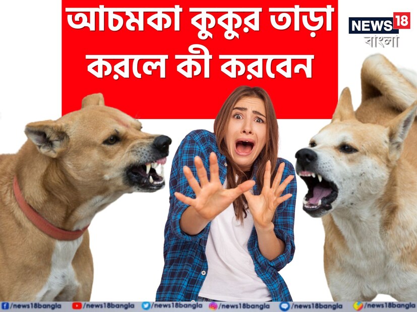 কুকুর পোষ্য হোক বা রাস্তার অনেকেই এই প্রাণীটিকে প্রাণের চেয়ে প্রিয় মনে করেন। বিশেষ করে যাঁদের বাড়িতে এই পোষ্য চারপেয়ে প্রাণীটি থাকে তাঁদের জীবনের এক অবিচ্ছেদ্য অঙ্গ হয়ে যায় এই প্রাণীটি। পরিবারের একজন হয়ে ওঠে অচিরেই। কিন্তু সেই কুকুর আবার যদি রাস্তার কুকুর হয় আর আচমকা তেড়ে আসে, অনেকেই ভয়ে সিঁটিয়ে যান।