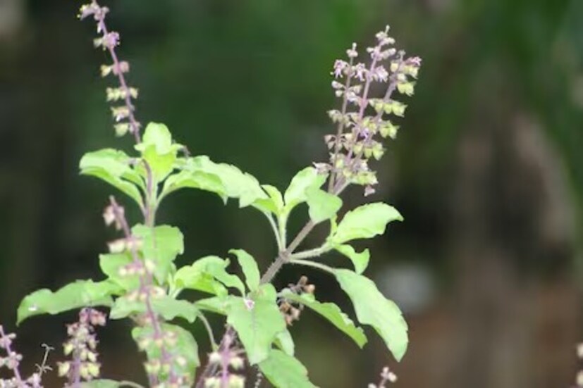 পারলে শীতের শুরুতে তুলসিগাছের গোড়ায় মাটি বলদে দিন৷ মাটি ঝুরঝুরে করে দিন৷ যাতে বাতাস চলাচল করতে পারে৷ দেখতে হবে যাতে জল না দাঁড়ায়৷