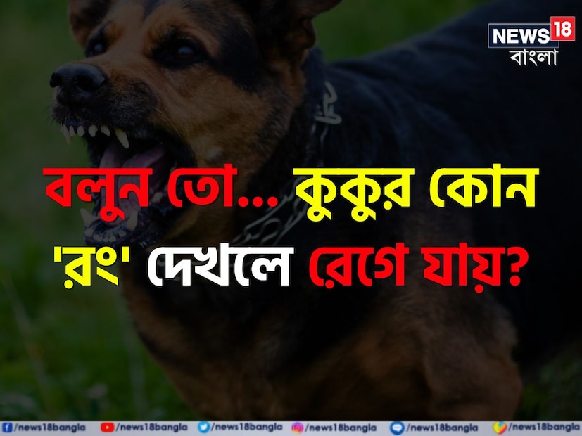 রিপোর্টে আরও বলা হয়েছে যে কিছু কুকুর কালো রঙ দেখতেও পছন্দ করে না। এই রং দেখলেই কুকুরগুলো জোরে ঘেউ ঘেউ করতে থাকে। কিন্তু সমীক্ষায় প্রকাশ, এই ধরনের ব্যক্তিত্ব শুধুমাত্র কিছু কুকুরের মধ্যেই দেখতে পাওয়া যায়।