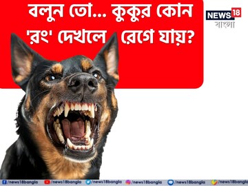 কুকুর কোন 'রং' দেখলে 'রেগে' যায় বলুন তো...? চমকে দেবে গবেষণা, গ্যারান্টি!