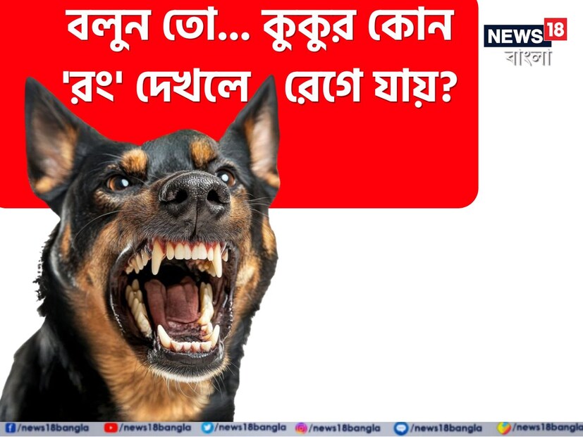 প্রায়শই রাস্তার কুকুর দ্বারা আহত এবং মৃত্যু হওয়ার ঘটনা শোনা যায়। অনেক সময় যখন কুকুর রাস্তায় আক্রমণ করে, তখন একজন ব্যক্তি এমন আতঙ্কিত হয়ে পড়েন যে বুঝে উঠতে পারেন না কী ঘটছে। কেনই বা হঠাৎ ক্ষেপে উঠছে কুকুরটি? আর মুহূর্তে ঘটে যায় অঘটন।