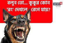 কুকুর কোন 'রং' দেখলে 'রেগে' যায় বলুন তো...? চমকে দেবে গবেষণা, গ্যারান্টি!