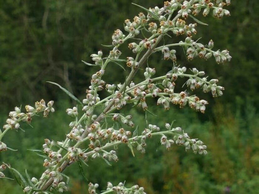 Mugwort: Mugwort বহুবর্ষজীবী একটি উদ্ভিদ। এই উদ্ভিতও কিন্তু সাপেদের না পসন্দ। এতে প্রচুর সুগন্ধি রয়েছে। যদিও mugwort একটি আগাছা হিসাবে বিবেচিত হয়। সাপের জন্য এই গাছ যম সমান। সাপেরা এই গাছের উপস্থিতি পছন্দ করে না এবং এটিকে এড়িয়ে চলে।