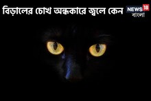 ৯৯ শতাংশই জানেন না...! বলুন তো, অন্ধকারে বিড়ালের চোখ জ্বলজ্বল করে কেন?