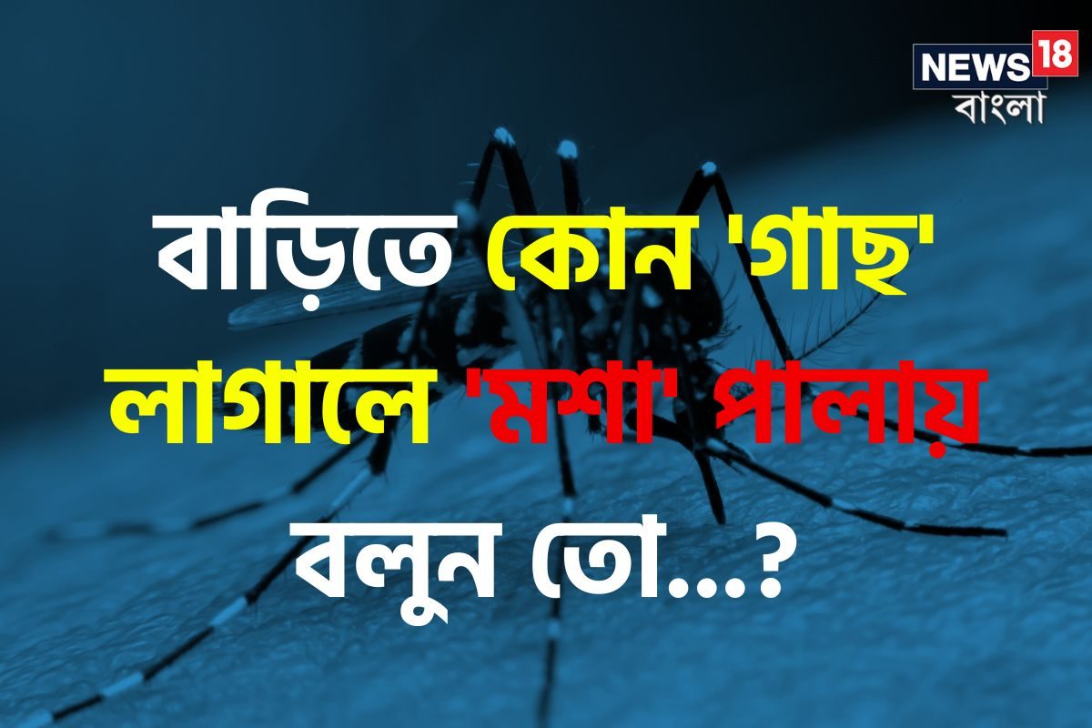 বাড়িতে কোন 'গাছ' লাগালে 'মশা' পালায় বলুন তো...? চমকে দেবে 'উত্তর', গ্যারান্টি!