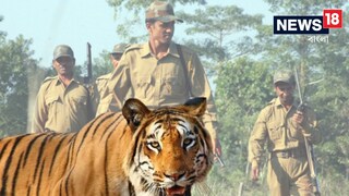 বাংলায় দুই বাঘিনীর আতঙ্ক