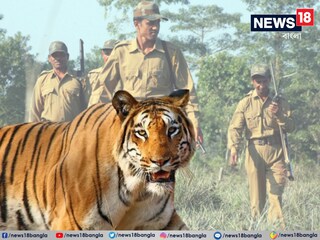 বাংলায় দুই বাঘিনীর আতঙ্ক