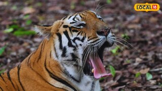 প্রতীকী বাঘিনীর ছবি