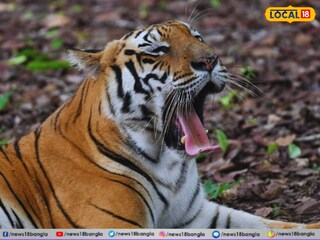 প্রতীকী বাঘিনীর ছবি