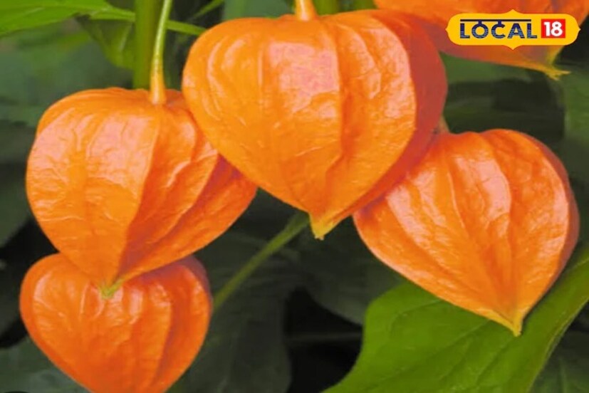 আমাদের দেশে এমন অনেক ফল ও ফুল পাওয়া যায়, যা সম্পর্কে মানুষ খুব একটা না জানলেও তা বহুল উপকারী। তেমনই একটি ফল হল রসভরি, যা একটি ঔষধি ফল। অন্যান্য ফসলের সঙ্গে এটি বেশিরভাগ ক্ষেত্রে জন্মায়। রসভরি গাছ আকারে ছোট এবং এর ফল হলুদ বর্ণের। এর পাতা ও শিকড়ও ঔষধি গুণে পরিপূর্ণ, যা স্বাস্থ্যের জন্য খুবই উপকারী।
