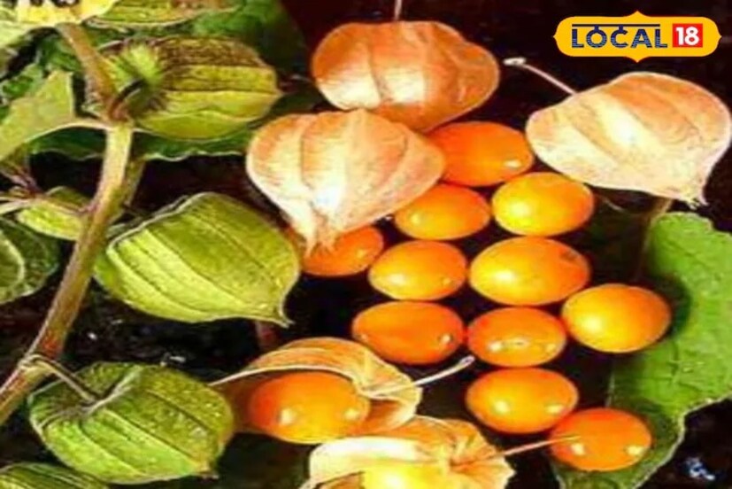 হৃদরোগেও রসভরি খাওয়া উচিত। এতে উপস্থিত অ্যান্টিঅক্সিডেন্ট এলডিএল কোলেস্টেরলের অক্সিডেশন রোধ করে হৃদরোগের ঝুঁকি কমাতে সাহায্য করে। ডায়াবেটিসের ক্ষেত্রে রসভরি খেলে ডায়াবেটিসের সমস্যা থেকে মুক্তি পাওয়া যায়। রসভরি খেলে রক্তে শর্করার মাত্রা নিয়ন্ত্রণে থাকে। উচ্চ ফাইবারের কারণে এটি রক্তে শর্করা এবং ইনসুলিনের উন্নতি ঘটায়, তাই ডায়াবেটিক রোগীদের অবশ্যই রসভরি খাওয়া উচিত।