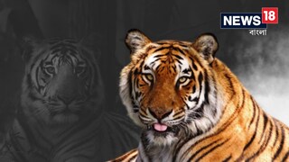 বাঘিনী জিনাত (প্রতীকী ছবি) বাঘিনী জিনাত (প্রতীকী ছবি)