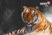 কীভাবে বাঘিনী জিনাতকে বাগে আনল বন দফতর? দেখুন সেই মুহূর্তের EXCLUSIVE ভিডিও