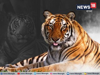 বাঘিনী জিনাত (প্রতীকী ছবি)