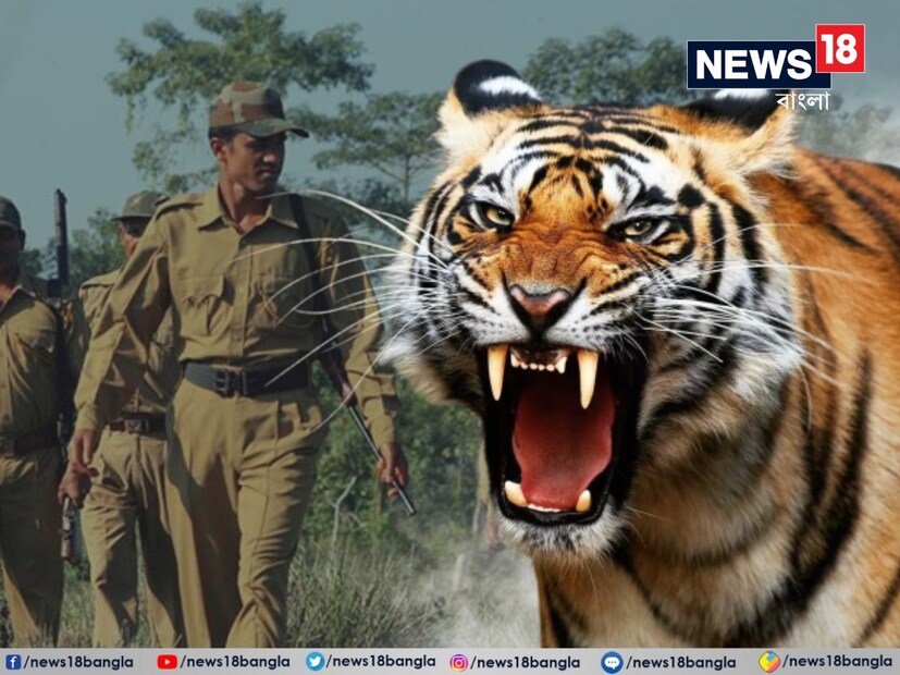 বাঘবন্দি খেলা শেষে অবশেষে কাবু জিনাত। চতুর্থ বারের ঘুমপাড়ানি গুলিতে বন দফতরের হাতে ধরা পড়ল জিনাত। &#x200d;