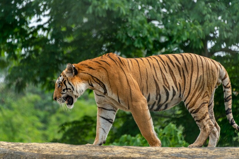 আমরা সকলেই জানি ভারতের জাতীয় পশু, বাঘ। জঙ্গলের আরও সব পশুদের মধ্যে শক্তিধর এই পশুটি এমনিতেই বিশ্বজুড়ে অত্যন্ত জনপ্রিয়। এই বাঘেদের মধ্যে রয়্যাল বেঙ্গল টাইগার হল ভারতের জাতীয় পশু।