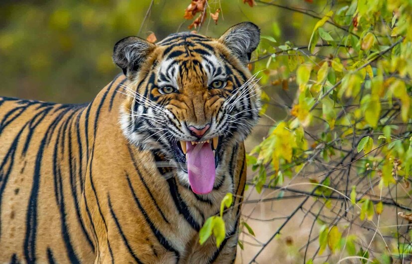 জানা যায়, ১৯৭৩ সালের এপ্রিল মাসে ভারতে বাঘেদের সংরক্ষণে, ব্যার্ঘ্র প্রকল্প চালু হওয়ার সঙ্গে সঙ্গেই রয়েল বেঙ্গল টাইগারকে ভারতের জাতীয় পশু হিসাবে ঘোষণা করা হয়।