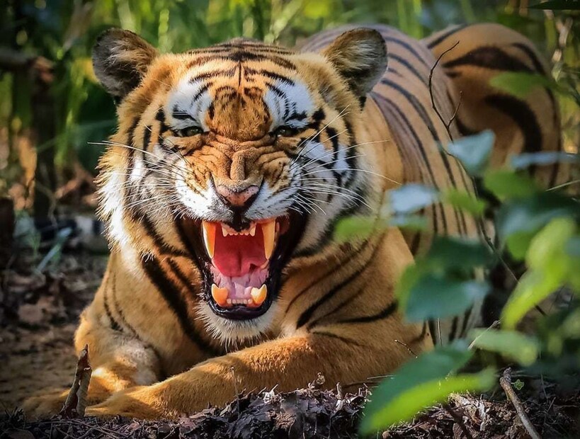 অনেক সময় প্রশ্ন ওঠে, কেন রয়্যাল বেঙ্গল টাইগারই জাতীয় পশুর মর্যাদা পেল? কেন সিংহ বা অন্য পশু নয়? আপনি কখনও ভেবে দেখেছেন কী এই প্রশ্নের উত্তর? বস্তুত কয়েক দশক আগেও কিন্তু ভারতের জাতীয় পশু ছিল অন্য।
