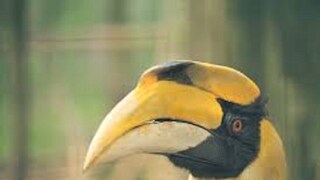 হর্নবিলের ঠোঁট বাজেয়াপ্ত করল আরপিএফ। প্রতীকী ছবি