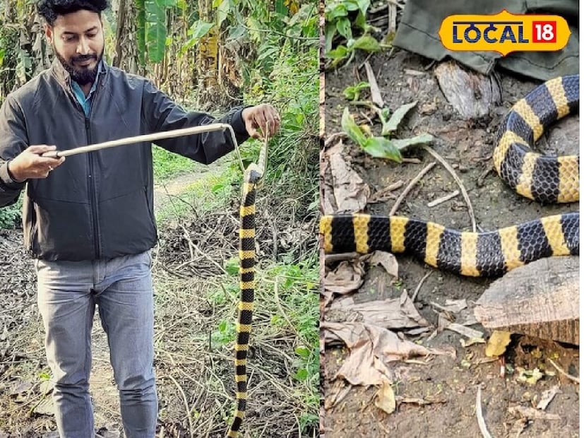 লোকাল 18-এর সঙ্গে কথা বলার সময় খারগোনের মন্ডলেশ্বরের বাসিন্দা মহাদেব প্যাটেল বলেছেন যে ভারত ছাড়াও বাংলাদেশ, নেপাল, আফগানিস্তান, শ্রীলঙ্কা, পাকিস্তানের মতো দেশেও কমন ক্রেট পাওয়া যায়। এই সাপটি ভারতের চারটি সবচেয়ে বিষাক্ত সাপের মধ্যে একটি। শীতপ্রধান অঞ্চলে দেখা যায়। 