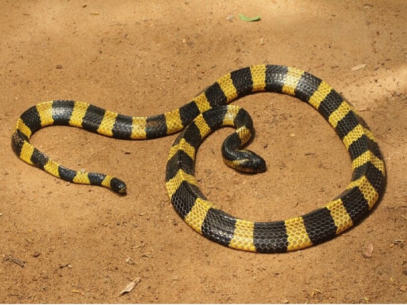 সাধারণ Krait দেখতে কালো এবং বাদামি। শরীরের ত্বক চকচকে হয়। মুখ থেকে কিছু দূর পর্যন্ত সাদা দাগ রয়েছে। এর পরে, লেজ পর্যন্ত শরীরের কিছু দূরত্বে দুটি সাদা আস্তরণ থাকে। এই সাপ ইঁদুর ও ব্যাঙ খেতে পছন্দ করে। 