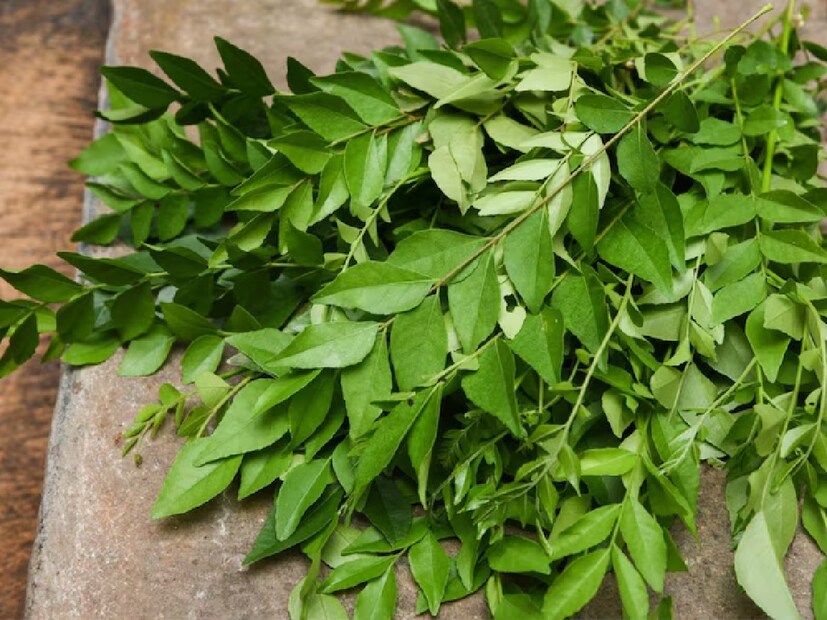 ত্বকের স্বাস্থ্য বাড়ায়: কারি পাতার ভিটামিন এবং অ্যান্টিঅক্সিডেন্ট ত্বকের জন্য উপকারী। তারা ব্রণ, দাগ এবং সূক্ষ্ম রেখা কমাতে সাহায্য করে, ত্বককে তারুণ্য এবং উজ্জ্বল চকচকে দেয়। দৃষ্টিশক্তি বাড়ায়: কারি পাতায় থাকা ভিটামিন এ চোখের স্বাস্থ্যের জন্য অত্যন্ত গুরুত্বপূর্ণ। এটি শুষ্ক চোখ, রাতের অন্ধত্ব এবং ম্যাকুলার অবক্ষয়ের মতো দৃষ্টি-সম্পর্কিত সমস্যাগুলি প্রতিরোধ করতে সহায়তা করে। 