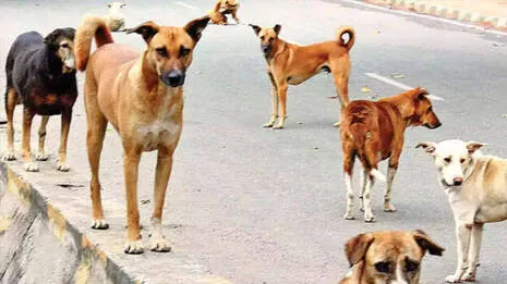শাস্ত্র অনুসারে, শনি, রাহু এবং কেতুকে শান্ত রাখার জন্য বাড়িতে কুকুর পালন করা সেরা সমাধান।