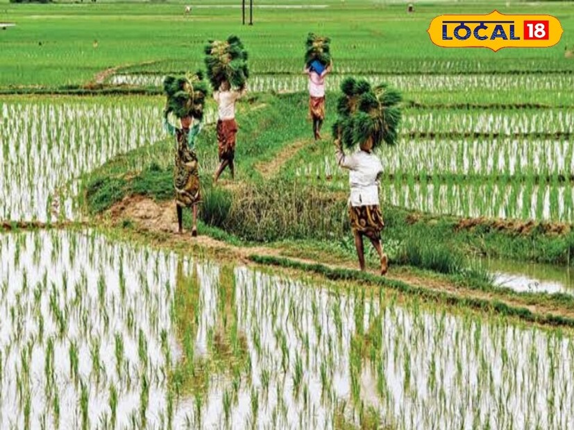 চাষীদের অভিযোগ, প্রতি বছর বৈশাখ মাসে সীমান্ত থেকে ৬০ মিটার দূরত্ব পর্যন্ত জমিতে পাট চাষের অনুমতি থাকলেও, এবার সেই অনুমতি না মেলায় তারা চাষের মরসুম হারানোর আশঙ্কায় রয়েছেন। পাট চাষ বন্ধ হলে ব্যাপক আর্থিক ক্ষতির মুখে পড়তে হবে বলেও জানান তারা।