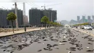 জাতীয় সড়কে উল্টে গেল লরি! রাস্তায় ছিটকে পড়ল রাশি রাশি জ্যান্ত মাগুরমাছ...    (প্রতীকী ছবি)