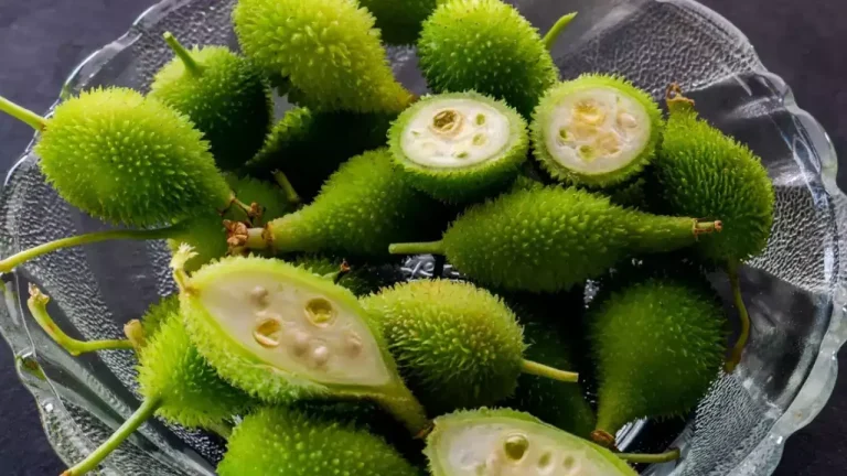 সাপে কামড়ালে কাঁকরোল গোড়া থেকে তৈরি এক চামচ এই গুঁড়ো দুধের সঙ্গে মিশিয়ে খাওয়ান। আয়ুর্বেদের দাবি, বিষের প্রভাব প্রায় ৫ মিনিটের মধ্যে বন্ধ হয়ে যাবে।