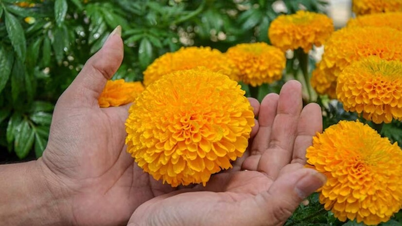 আসলে পূজার সময় গাঁদা ফুলের ব্যবহার বিশেষ শুভ বলে মনে করা হয়। আবার জানলে অবাক হবেন যে বাড়ির সুখ সমৃদ্ধি বজায় রাখতেও কার্যকরী ভূমিকা নেয় এই শীতকালীন ফুলটি। জ্যোতিষশাস্ত্র অনুসারে, গাঁদা ফুলকে দেবী লক্ষ্মীর প্রিয় ফুল বলে মনে করা হয় যা সম্পদকে আকর্ষণ করে।