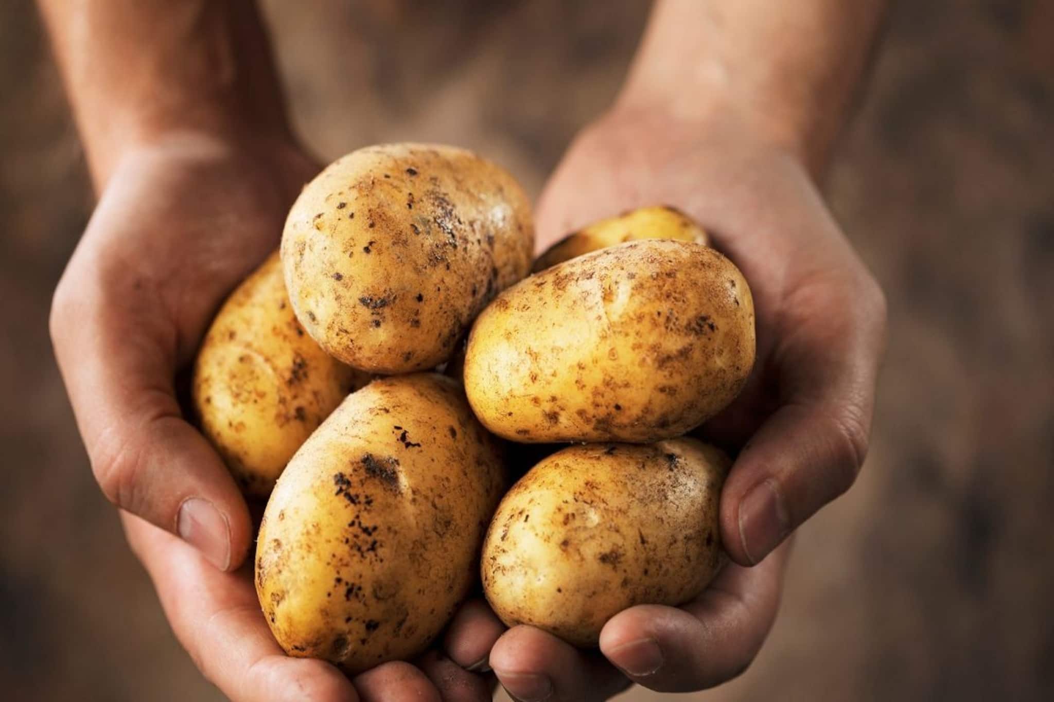 জমির আলু যাবে কোথায়? জঙ্গলমহলে ঘটছে অবাক করা কাণ্ড, দেখুন