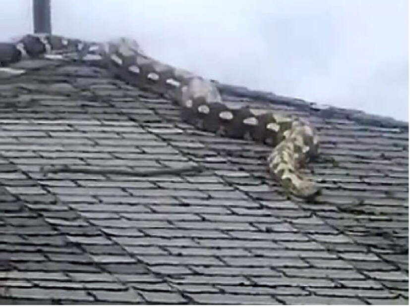 এই ঘটনার ভিডিও সোশ্যাল মিডিয়ায় ক্রমশ ভাইরাল হচ্ছে। মানুষ এটি দেখে যেমন হতবাক হচ্ছে, তেমনি বন বিভাগের দলের সাহস এবং কাজের প্রশংসাও করছে। গ্রামবাসীরাও স্বস্তির নিঃশ্বাস ফেলেছে, কারণ তাঁদের জমি ও গ্রাম এখন নিরাপদ। (প্রতিবেদন: পিয়ূষ শর্মা) 