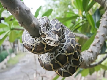 Snake Viral Video: ভয়ঙ্কর ভিডিও! ড্রেনে আটকে বিশাল সাপ, টেনে বের করতেই একের পর এক আক্রমণ, দেখুন সেই ভিডিও… Snake Viral Video: ভয়ঙ্কর ভিডিও! ড্রেনে আটকে বিশাল সাপ, টেনে বের করতেই একের পর এক আক্রমণ, দেখুন সেই ভিডিও…