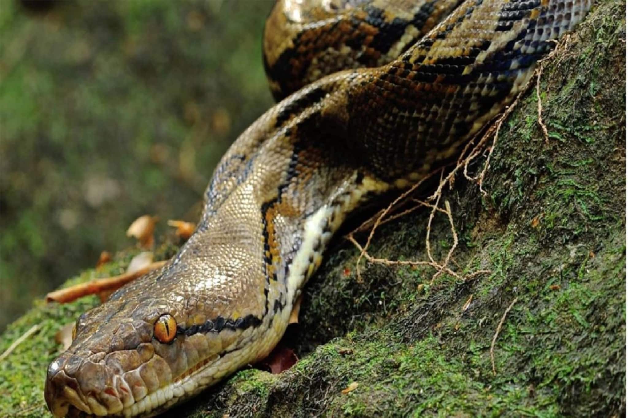 ঘরে কিসের 'গন্ধ' বেরোলে সাপ আসবে না? জেনে নিন সাপের অপ্রিয় 'এই জিনিস'!