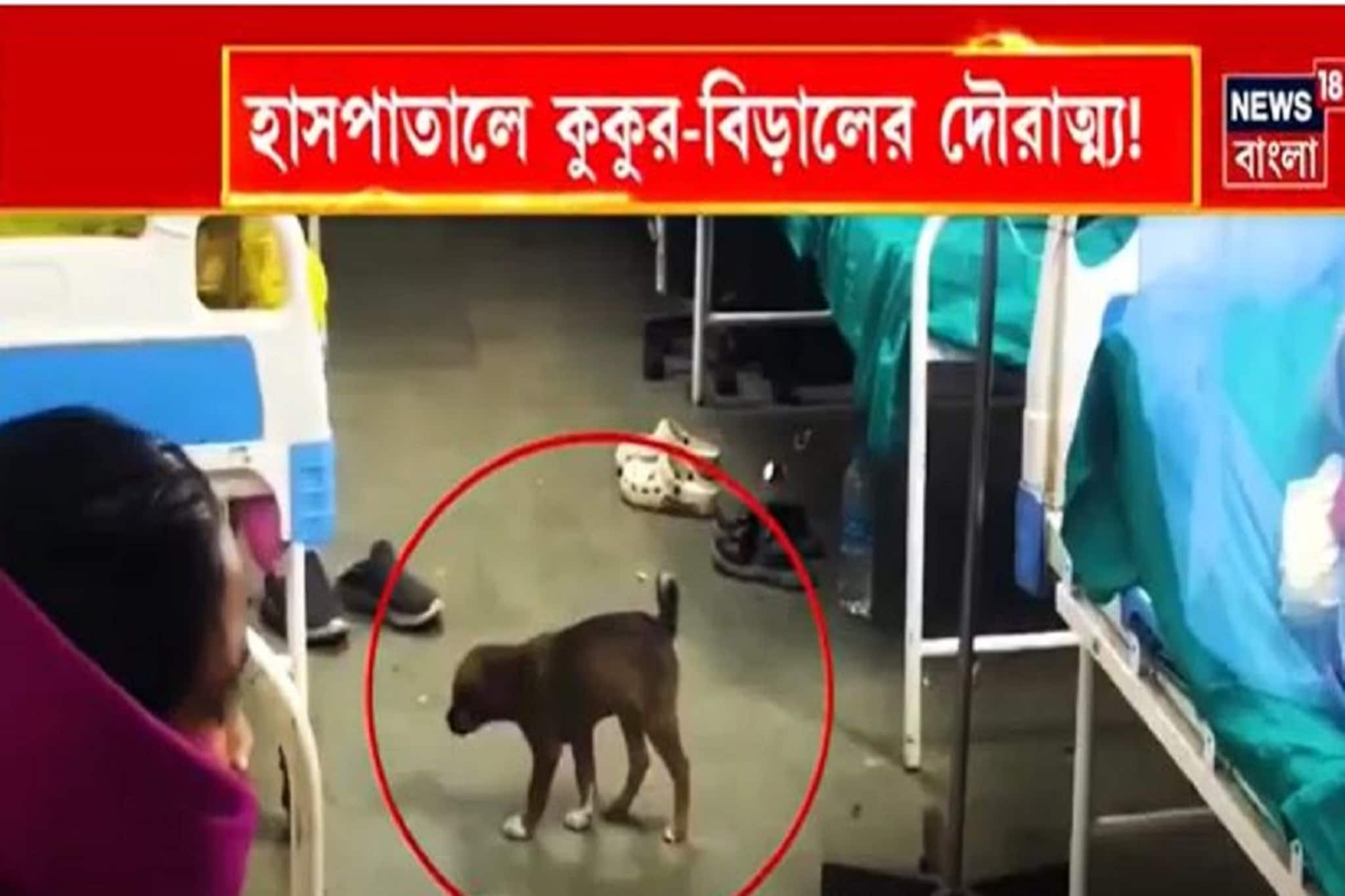 ধূপগুড়ি মহকুমা হাসপাতালে কুকুর-বিড়ালের দৌরাত্ম্য