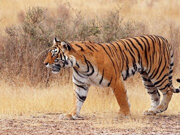 প্রতীকী ছবি