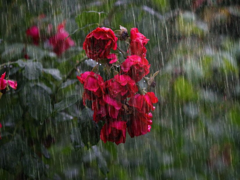 শনিবার ও রবিবার দার্জিলিং, কালিম্পং, আলিপুরদুয়ার, কোচবিহার, জলপাইগুড়ি, এই পাঁচ জেলাতে ঝড় বৃষ্টির সম্ভাবনা বেশি থাকবে। ৫০ থেকে ৬০ কিলোমিটার প্রতি ঘণ্টা বেগে ঝোড়ো বাতাসের সঙ্গে বজ্রবিদ্যুৎ-সহ বৃষ্টির আশঙ্কা।